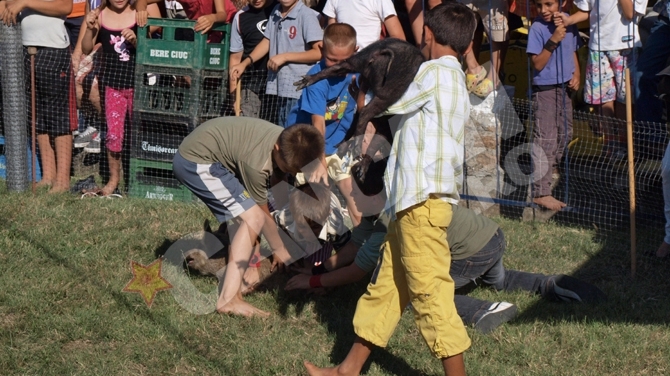 Concurs inedit in Arad: Purcei "vanati" de copii la Pecica