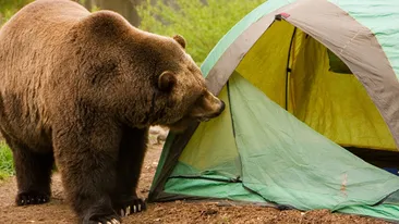 Momente de groază pentru un turist canadian care campa în Azuga! Bărbatul a fost atacat de un urs