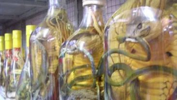 INCREDIBIL! O femeie a fost muscata de un sarpe pastrat in alcool timp de 3 luni! Vezi cum a fost posibil acest lucru