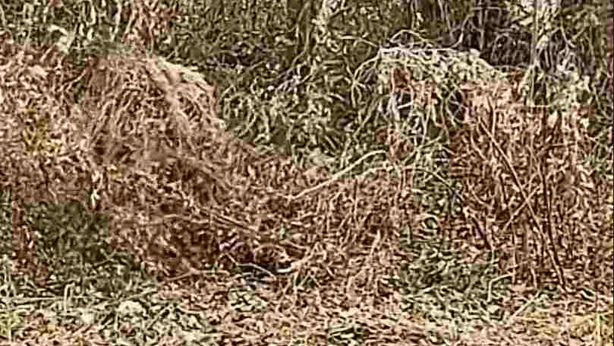 Iluzia optică pentru genii! Unde se ascunde lunetistul? Trebuie să îl găsești în 25 de secunde