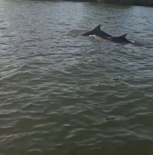 Delfinii au făcut spectacol în Delta Dunării! Au înotat în apropierea bărcilor