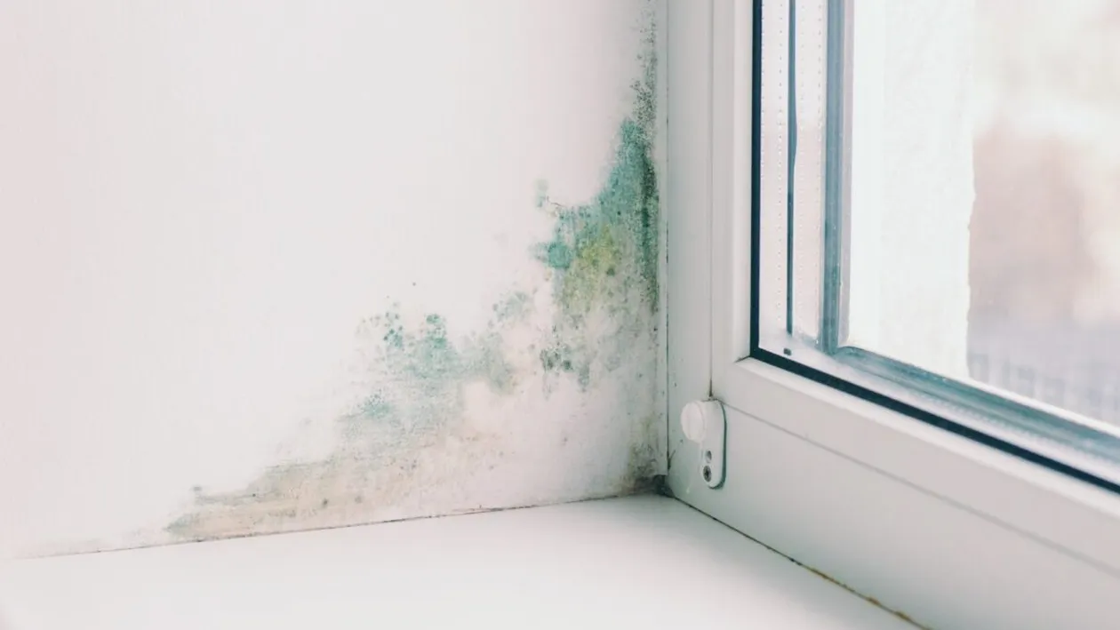 Cum elimini igrasia din pereții locuinței.  Cei 3 pași care funcționează tot timpul