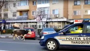 Total neobişnuit! O vacă, filmată printre maşini, în oraşul Târgovişte! Poliţia a luat măsuri!