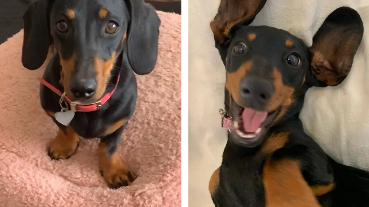 Povestea lui Valerie, teckelul pitic care s-a rătăcit 529 de zile în SĂLBĂTICIE! Cum a reușit să supraviețuiască