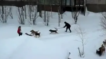 VIDEO Imagini terifiante! O eleva este sfasiata de 10 caini in spatele blocului! A fost salvata in ultima clipa!