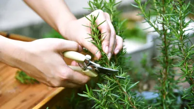 Planta aromatică asociată cu îmbunătățirea memoriei și reducerea stresului. Specialiștii explică beneficiile multiple pentru organism