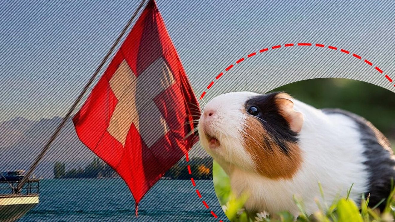 În Elveția este ilegal să ai un singur porcușor de Guineea? Țara cantoanelor, unde până și cobaii au dreptul la companie