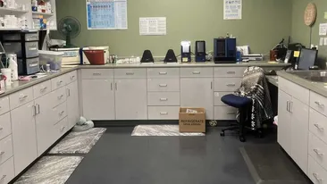 Iluzie optică virală | Ești un geniu dacă poți găsi pisica ascunsă în această fotografie, în maximum 7 secunde