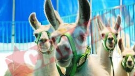 Obligati sa poarte masti la Circ!