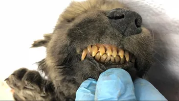 El este cel mai bătrân câine din lume! Cercetătorii spun că are 18.000 de ani: “E uimitor să vezi, să atingi și să simți istoria Pământului”