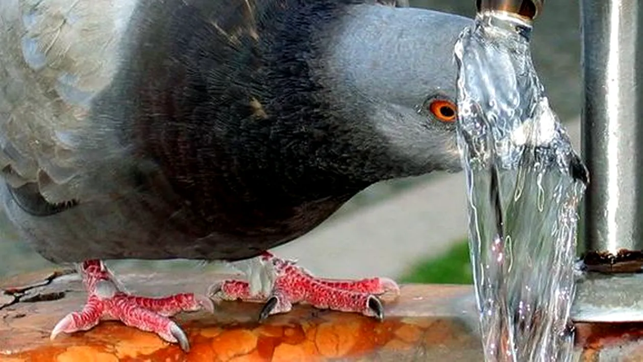 Credeai ca doar mamiferele imita oamenii? Ce face un porumbel la o cismea dintr-o piata publica!