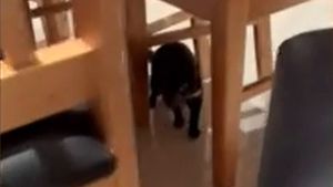 Cum arată un diavol tasmanian, de fapt. O gospodină a găsit unul sub pat. Inițial, crezuse că este un cățel de jucărie