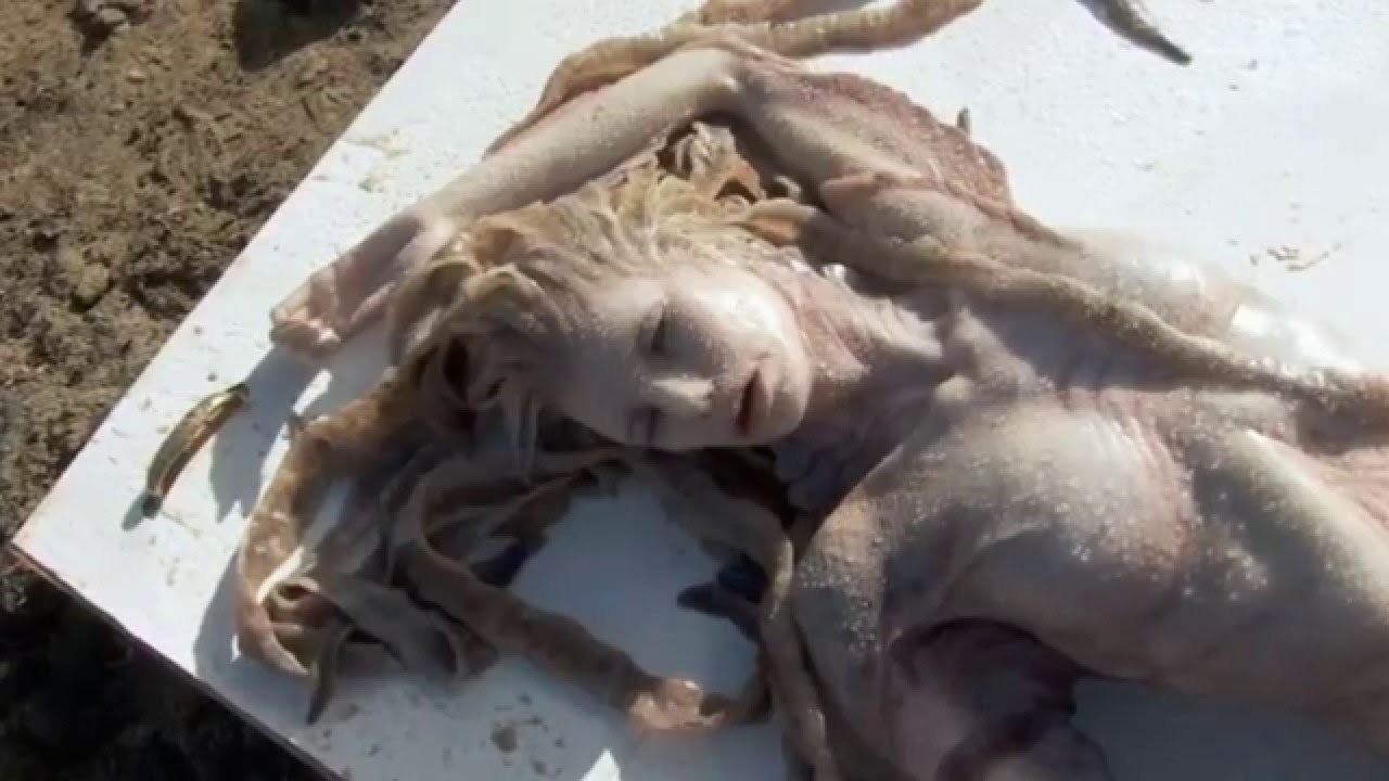Acesta e adevărul de spre „sirena adevărată“. Ce se ascunde de fapt în spatele descoperirii