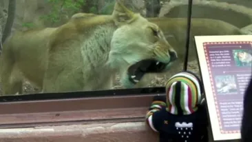 O leoaică a încercat să mănânce un copil sub privirile amuzate ale părinţilor săi!