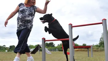 Ce parc au cateii din Marea Britanie!