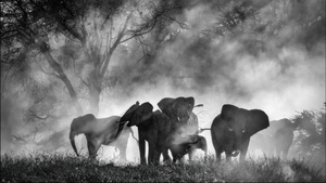 Misterul elefanților „fantomă" din Africa! După decenii de legende, au fost în sfârșit găsiți