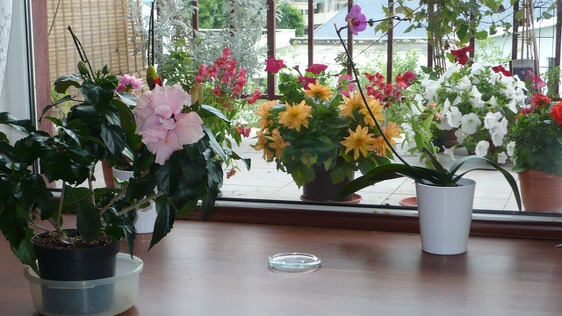Afla cum sa iti pregatesti balconul pentru primavara! Vezi ce trucuri poti folosi pentru a iti aduce mai repede la viata plantele!