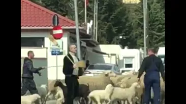 A ieșit cu oile pe șosea! Aroganța lui Gigi Becali și comentariul lui Mircea N. Stoian!