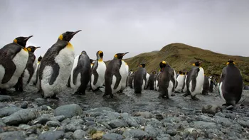 Dispar pinguinii imperiali? Avertismentul alarmant al experților: Antarctica se schimbă dramatic
