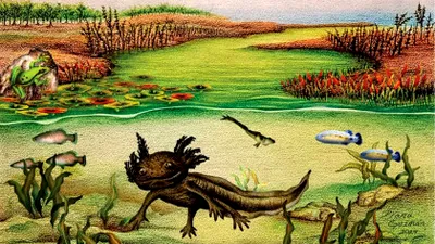 O fosilă de salamandră înrudită cu celebrul axolotl a fost descoperită în Mexic
