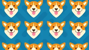 Test de perspicacitate | Care dintre acești 16 căini este diferit de toți ceilalți? Detaliul pe care puțini îl observă