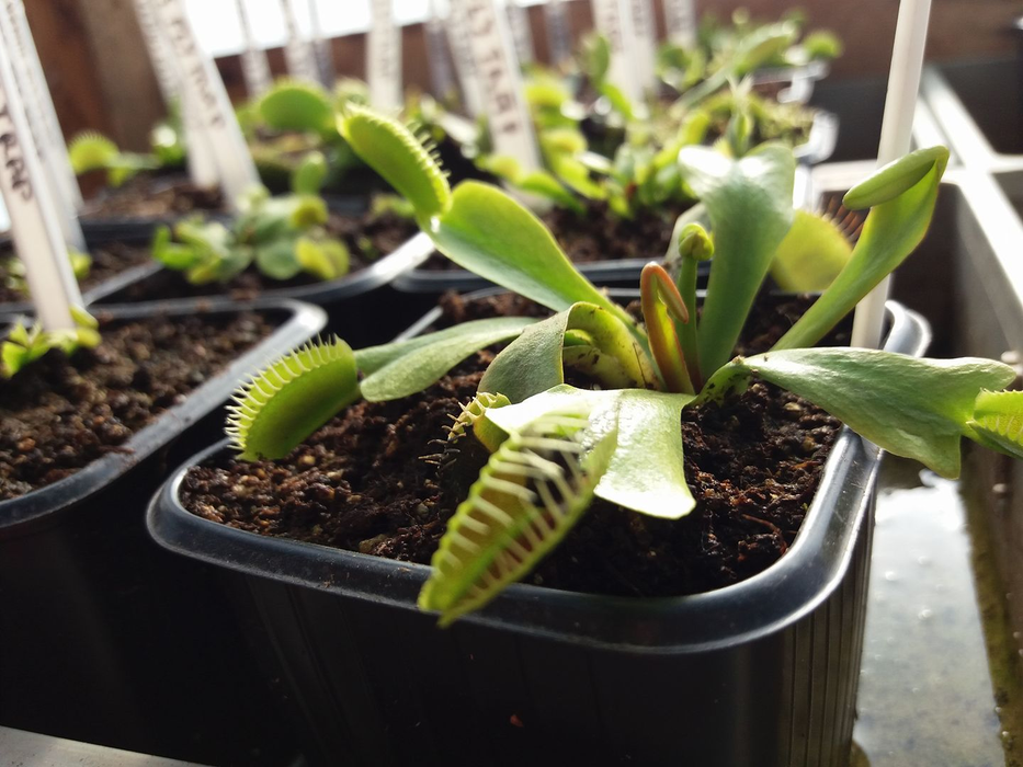 Adrian a construit o seră pentru plantele lui carnivore