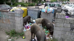 VIDEO. Aradul, invadat de porci care se hrănesc cu gunoiul neridicat de pe străzi