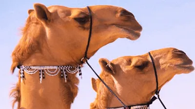 Cămile injectate cu acid hialuronic în buze și cu lifting facial, descalificate la un concurs de frumusețe