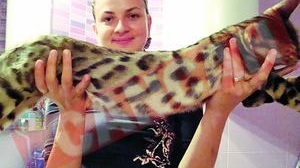 A aparut leopardul domestic