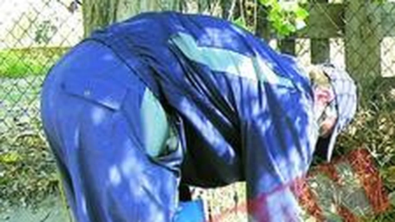 Invazie de sobolani in Capitala