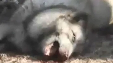 Monstruos! Iata cum sunt jupuite niste animale pentru cizme UGG