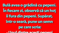 BANC | Bulă avea o grădină cu pepeni