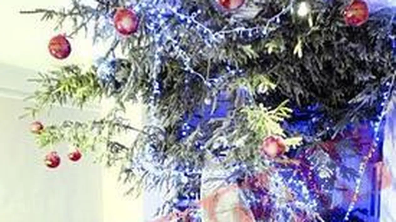 Si-a scos bradul prin acoperis