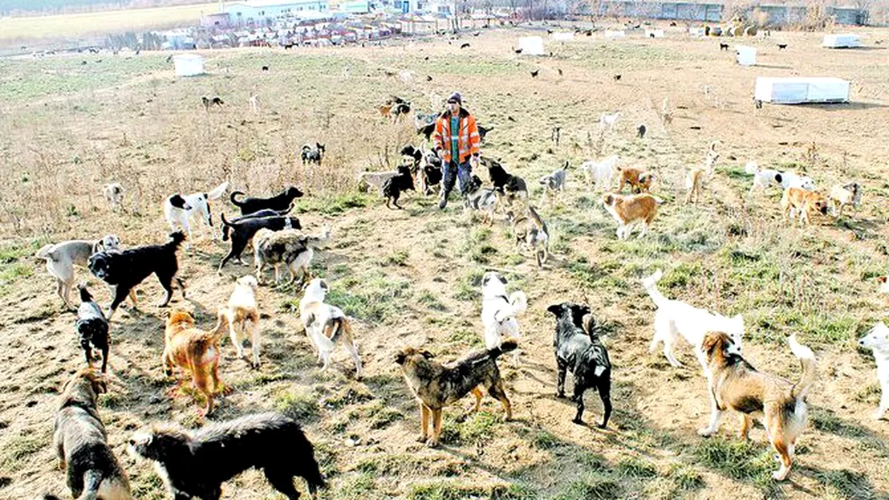 Peste 1.500 de maidanezi traiesc regeste la Bacau. Hraniti cu o tona de carne pe zi