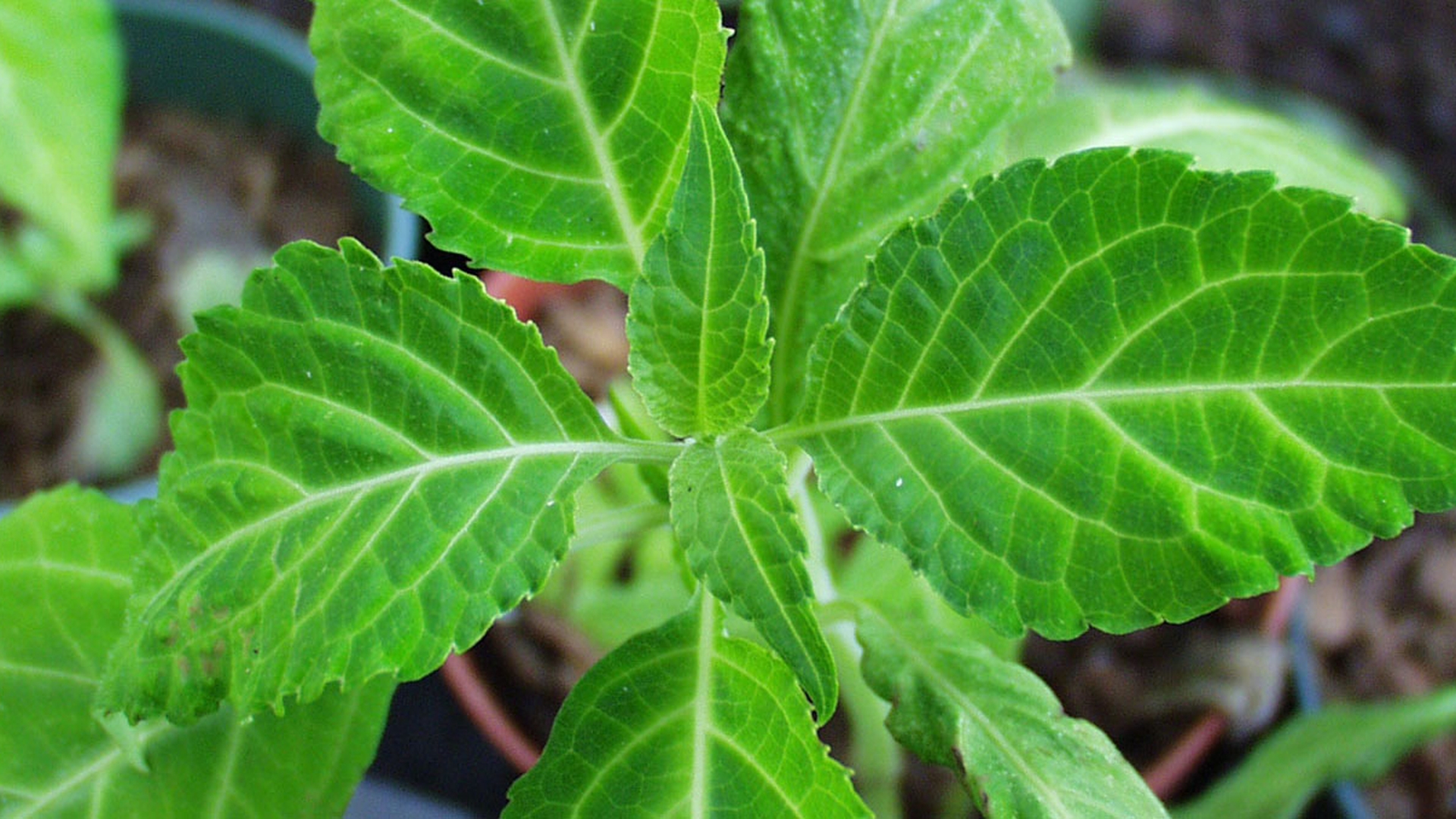 Nimeni nu ar fi banuit ce poate aduce prosperitatea! Aceasta este planta care iti va aduce BANI daca o tii la geam!