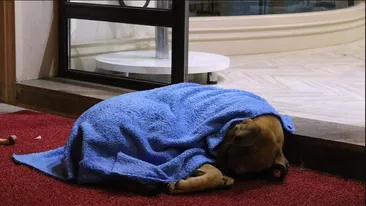 Îți dau lacrimile! Imagini emoționante cu medicul stomatolog care caută noaptea pe străzi câini și pisici pentru a le înveli