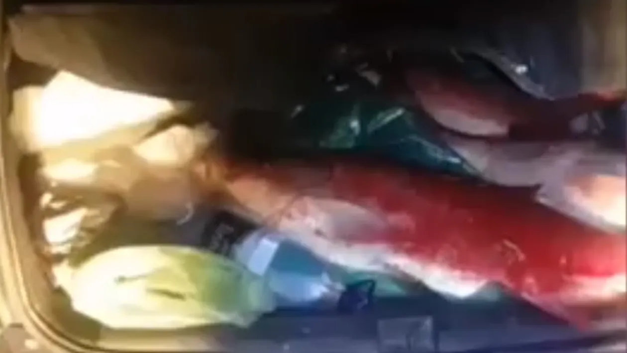 (VIDEO) Braconieri prinși în Argeș cu zeci de kilograme de pește în mașină