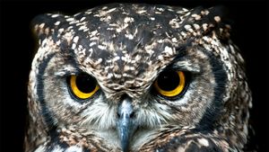 Privirea care îți dă fiori: ce încearcă să spună, de fapt, o bufniță când te fixează cu ochii