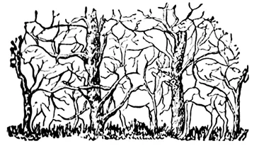 Iluzie optică virală | Câte animale apar, de fapt, în această imagine?