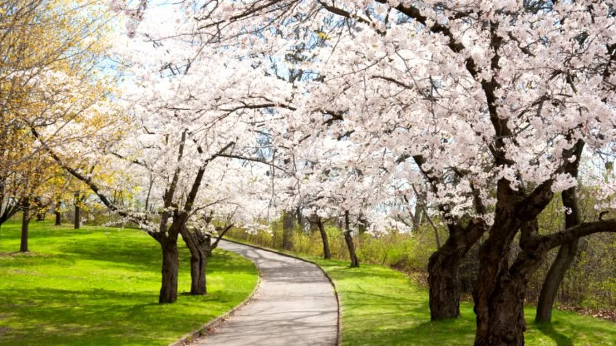 PROGNOZA METEO 11 MARTIE. Vremea va fi deosebit de caldă în București