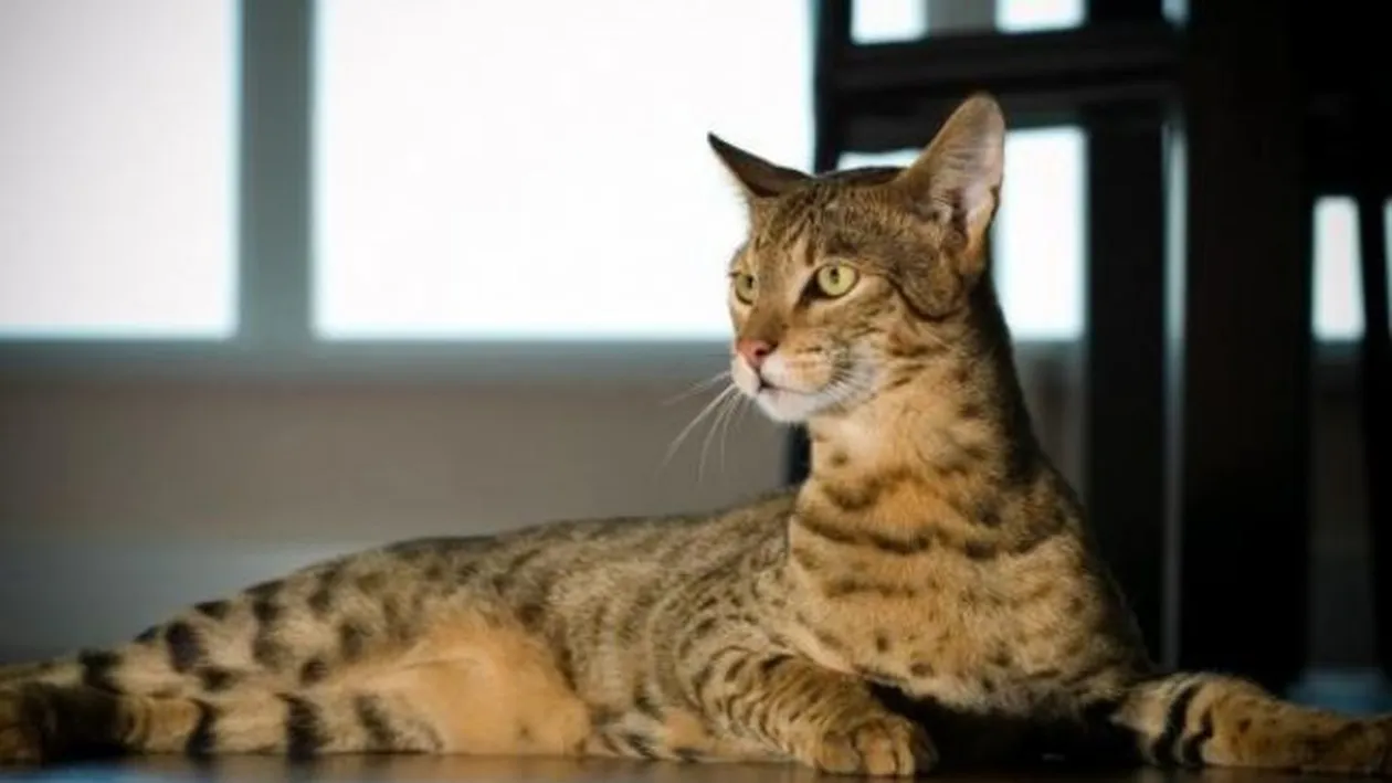 Topul celor mai scumpe pisici din lume! Ce rasă ajunge să coste cât un bolid de lux