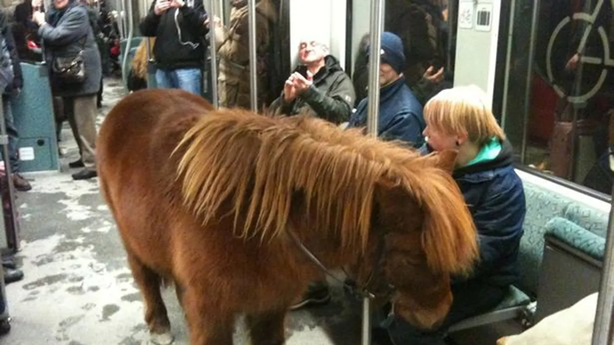 Calator supriza in subteran! Un ponei a circulat cu metroul alaturi de stapana lui