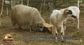 Galerie foto - poza 4