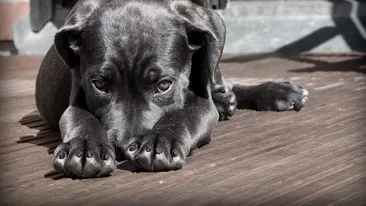 Consumul cărnii de câine ar putea deveni ilegal în Coreea de Sud! 1 milion de câini sunt mâncați anual