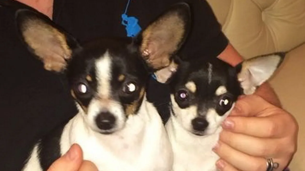 Arogante a la Leo de la Strehaia nu gasesti nici la rapper-ii americani. Cainii lui dorm pe teancuri de euro