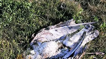 Directorul ANSV: Cazul pescarusilor morti de la Lacul Morii este cercetat, cel tarziu vineri vom avea rezultatul analizelor de laborator