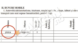 O functionara a Casei de Asigurari de Sanatate din Iasi a inscris animalul de companie la "Bunuri Mobile". Si-a trecut pisica la rubrica "avere"