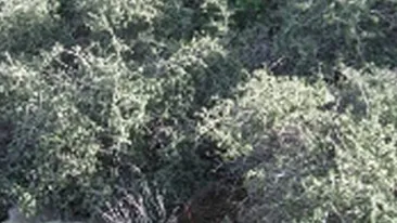 A fost descoperit un stejar de 13.000 de ani