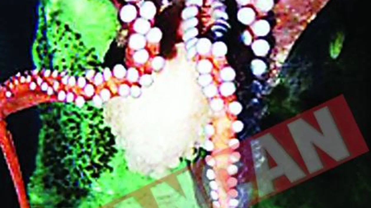 Caracatita indragostita de un cartof