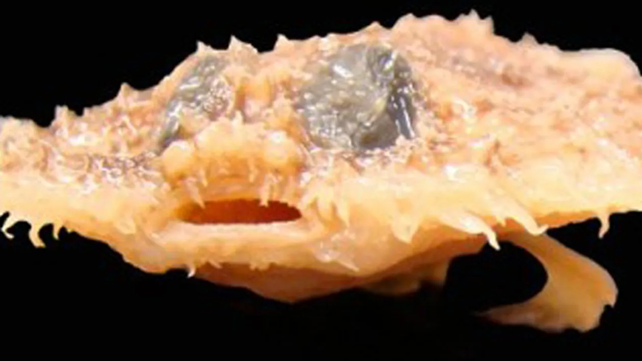 Un peste-liliac si o lipitoare au fost gasite in nasul unei fete din Peru! Vezi cum arata specia noua!